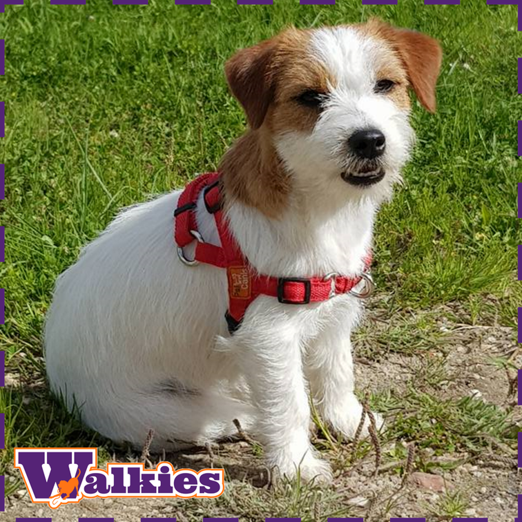 Walkies peitoral anti-puxões Arika