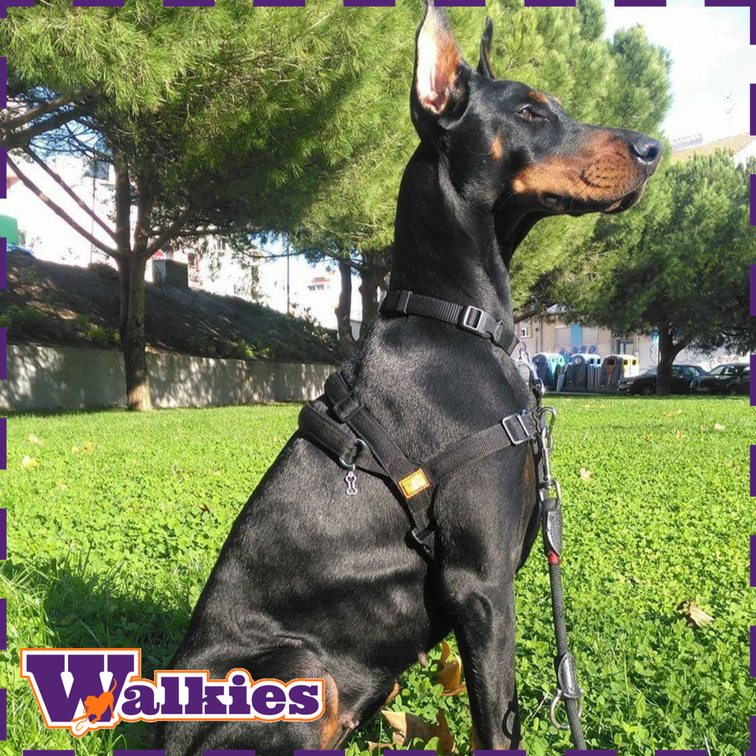 Walkies peitoral anti-puxões Bianca