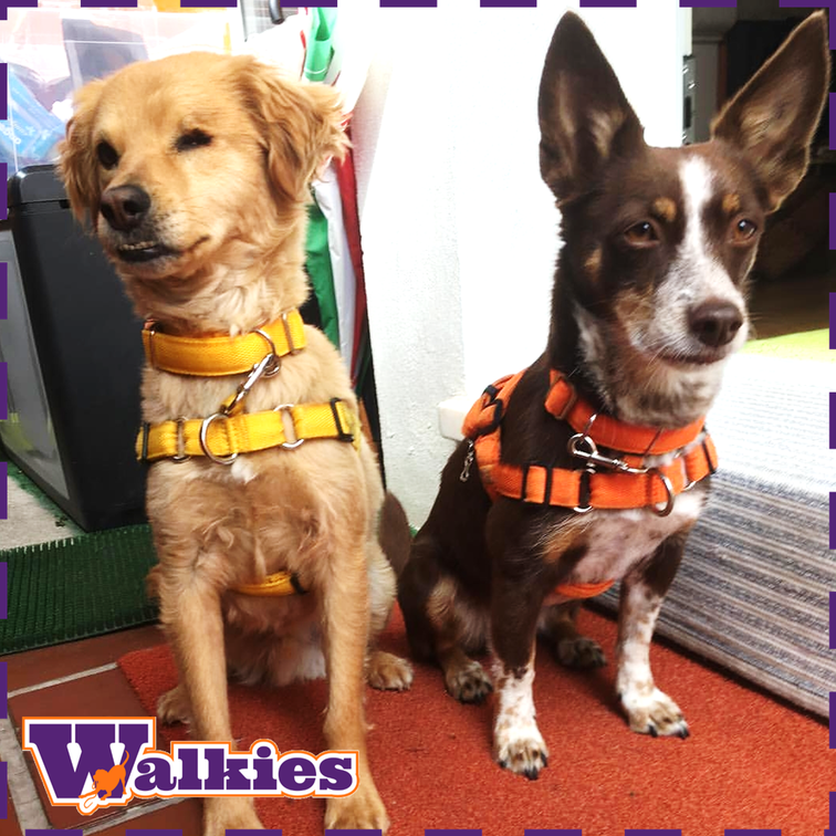 Walkies peitoral anti-puxões Cookie&Scoop