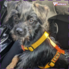 Arnês Walkies 2Y XS (mini) - Thumbnail Image 14