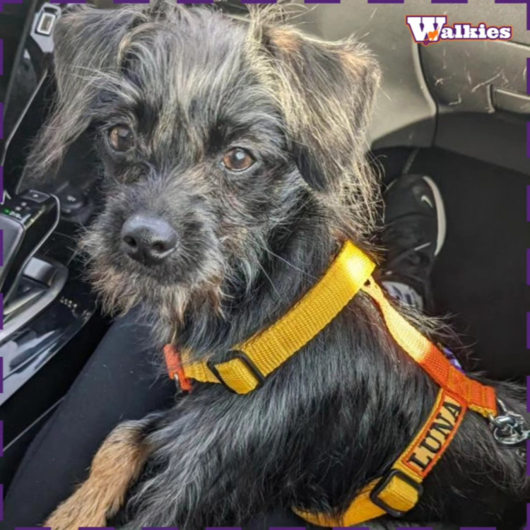 Arnês Walkies 2Y XS (mini) - Image 14