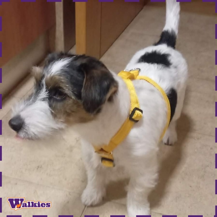 Arnês Walkies 2Y XS (mini) - Image 13